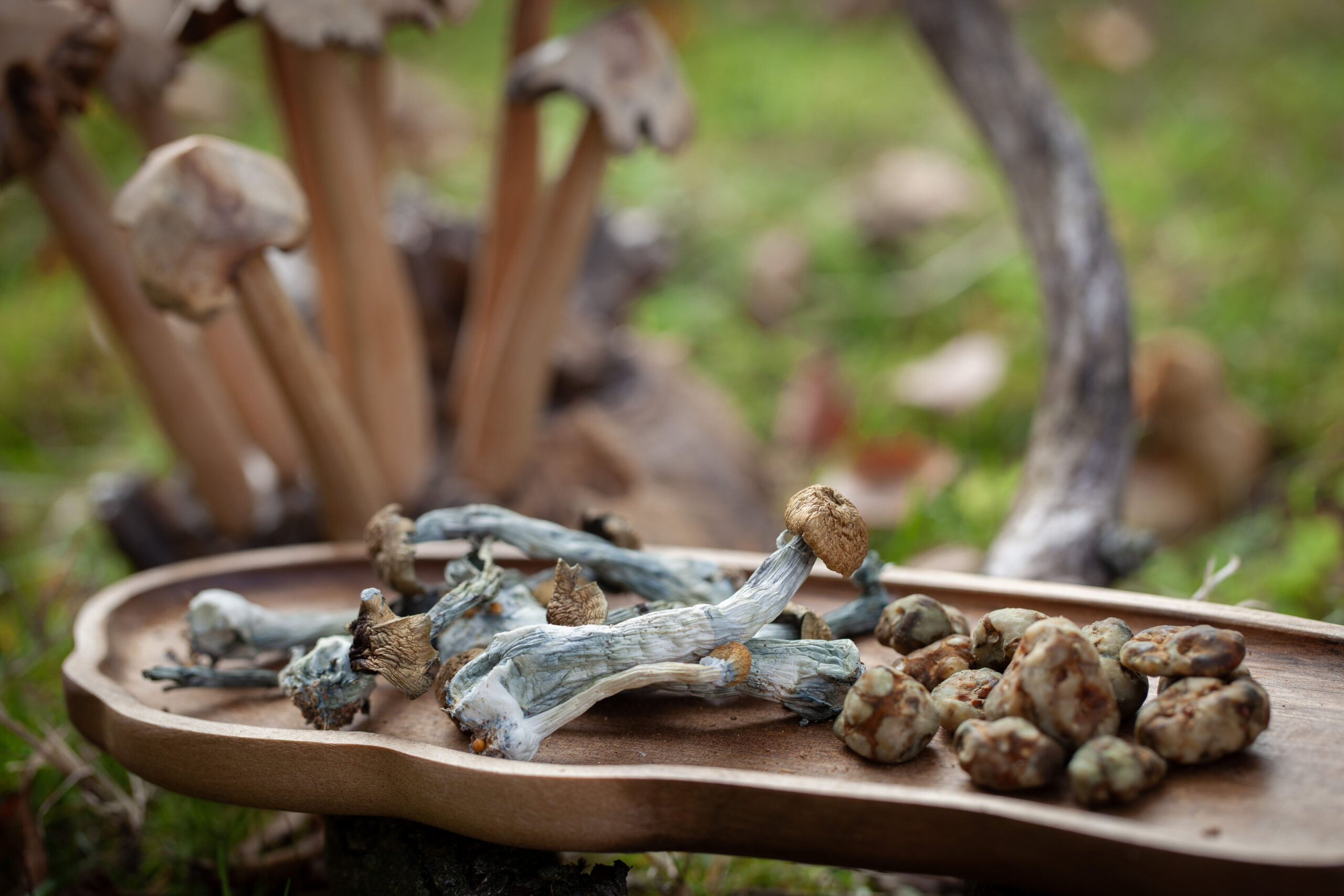 Truffelceremonie Brabant