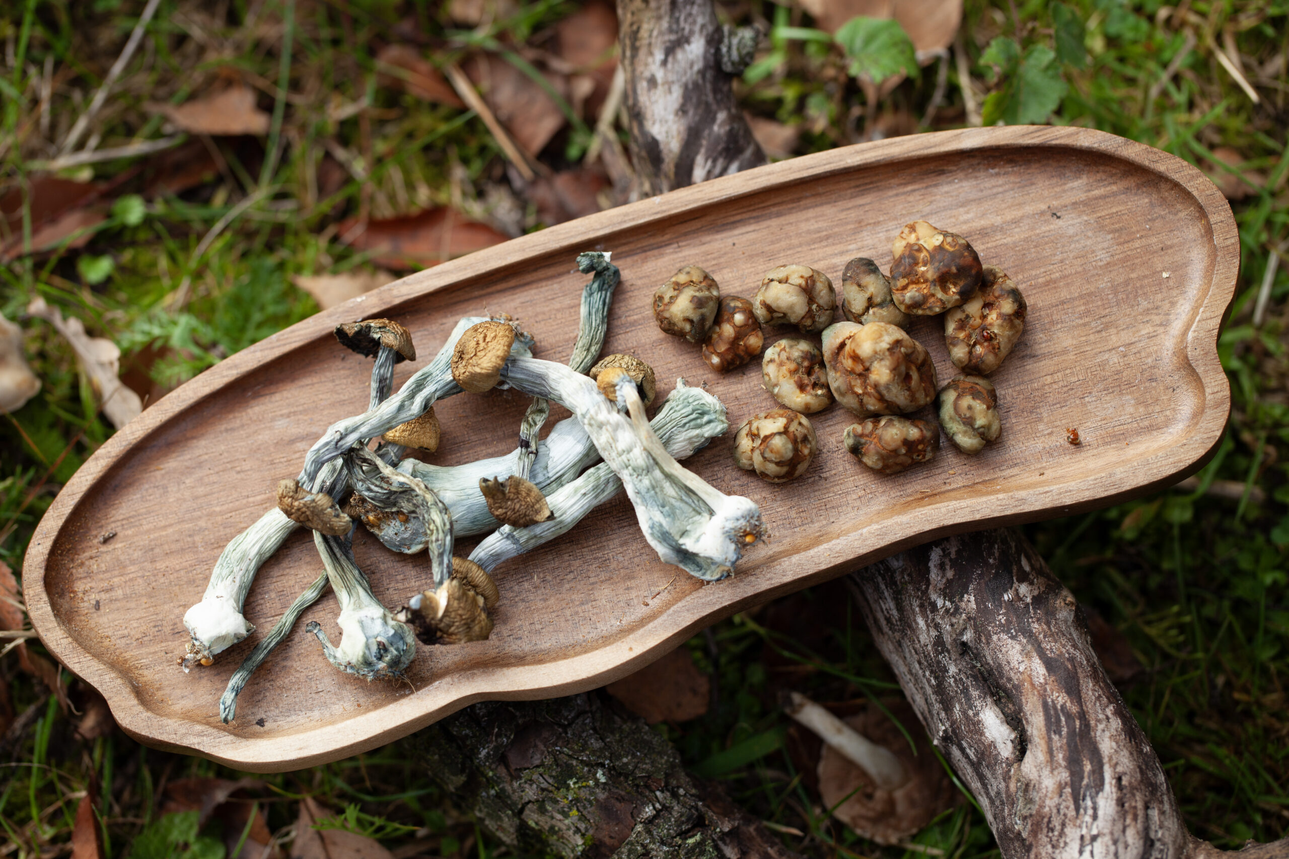 Ademwerk en psilocybine weekend 22+23+24 mei